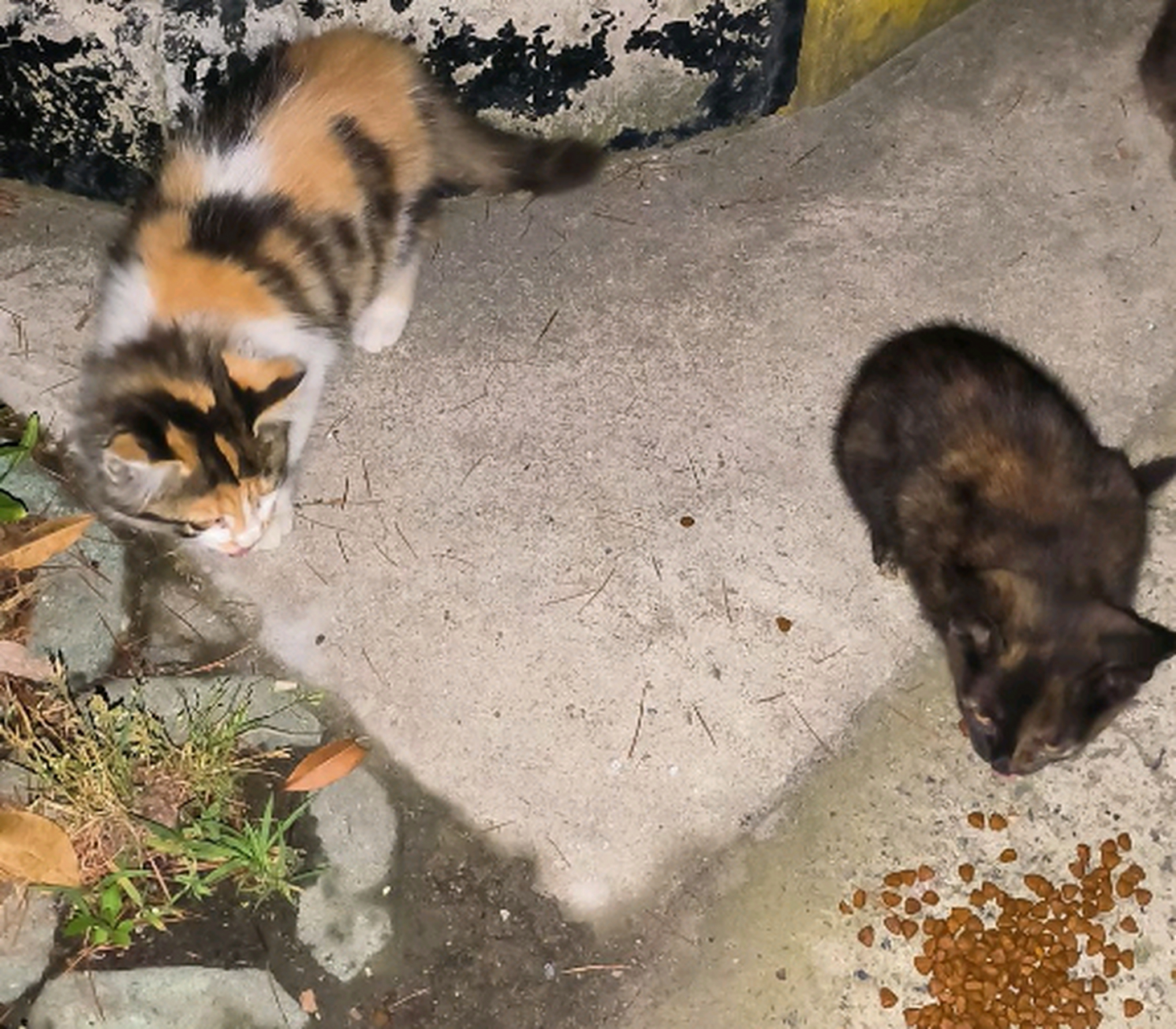 小区里的小野猫,旁边的小三花还怪好看的