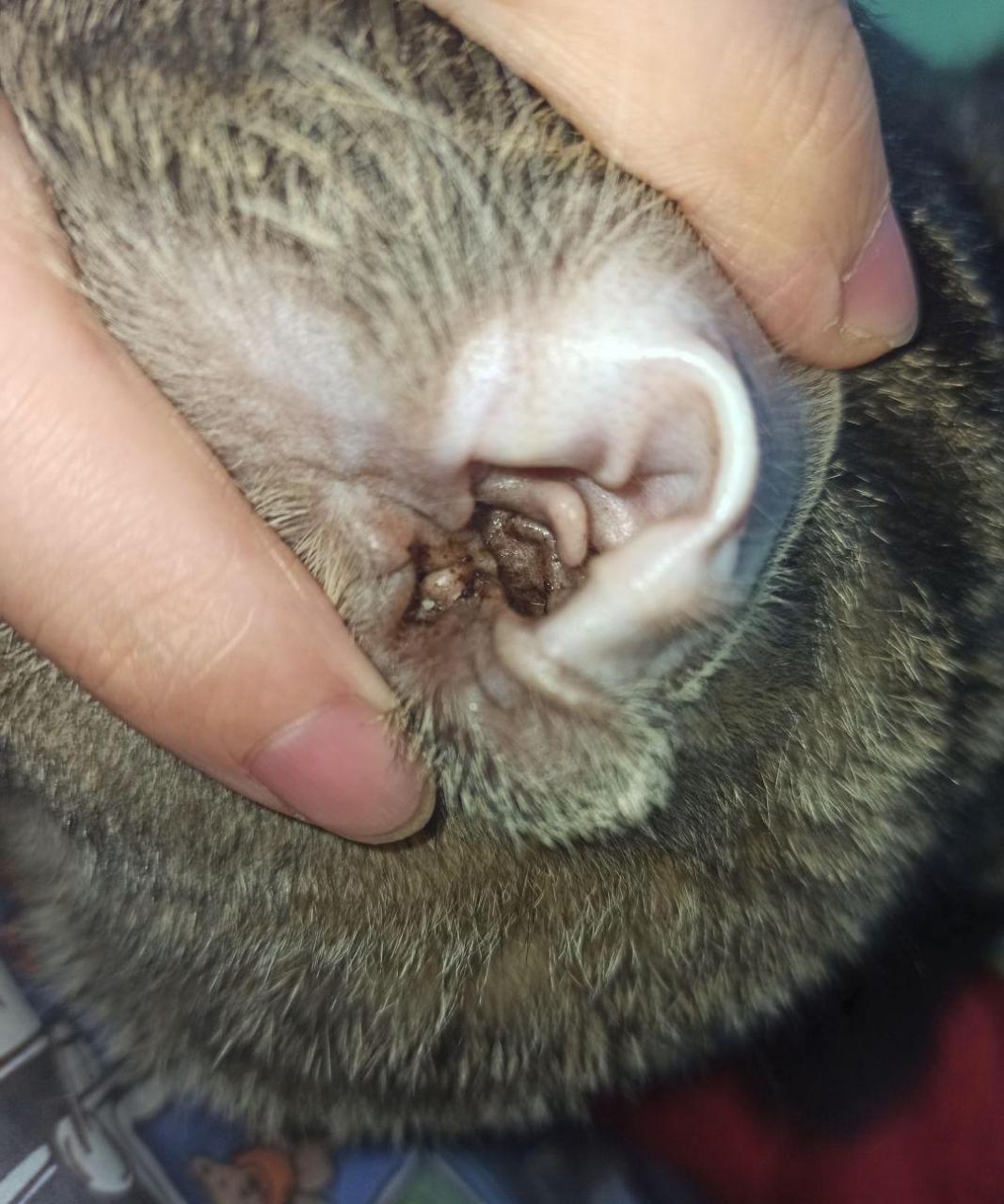 猫猫耳朵里的,这是不是耳螨呀