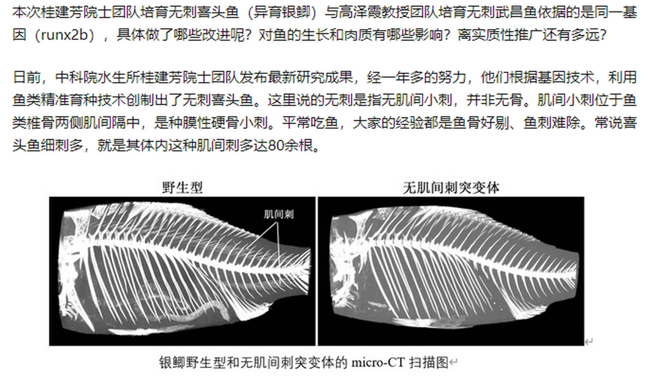 鱼刺分布示意图图片