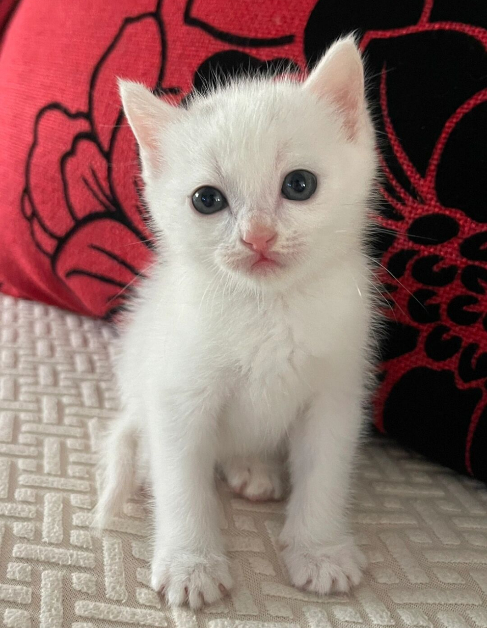 软糯小奶猫与萌趣袜子猫  前天,我在楼下的猫贩子手里以25元的价格带
