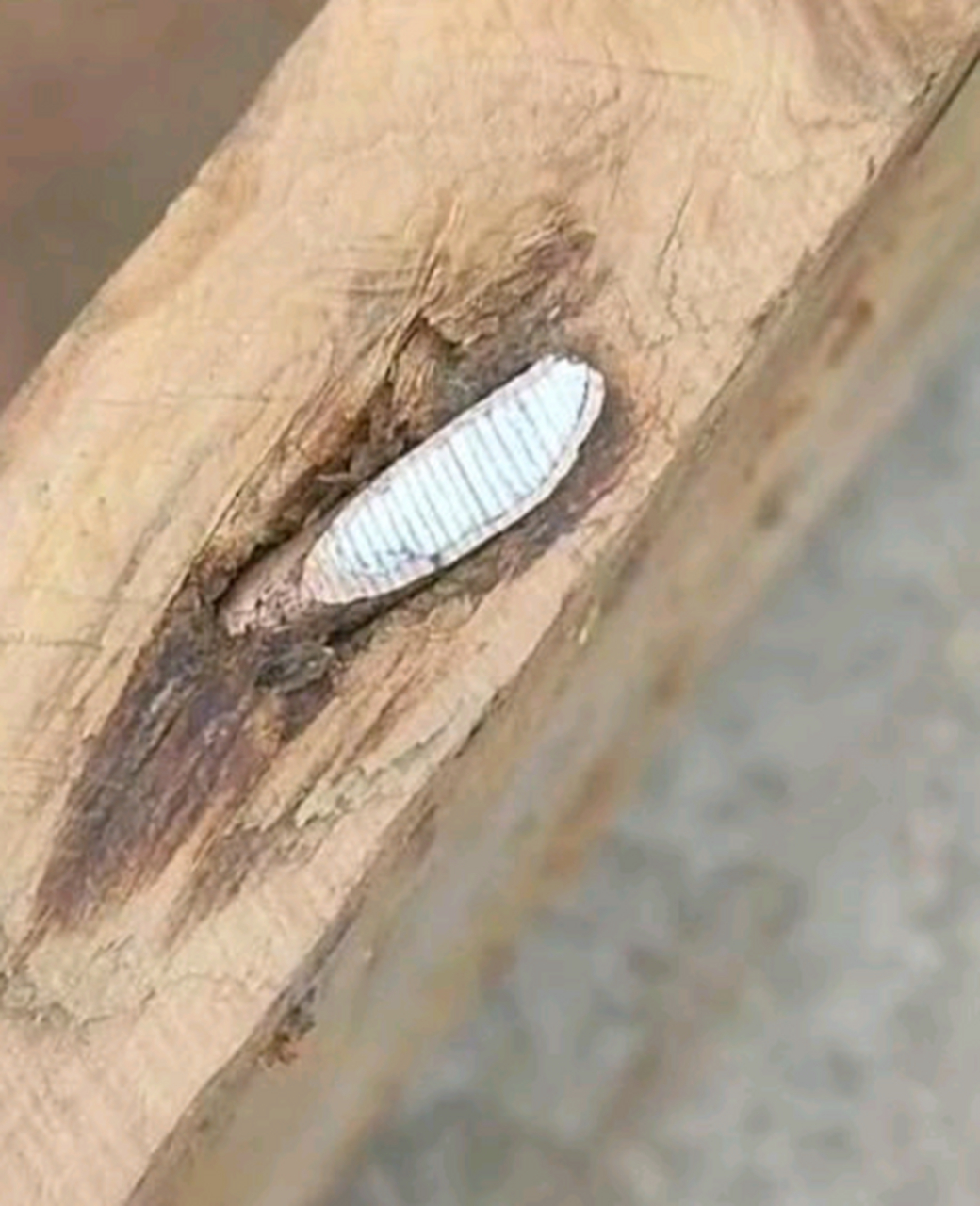 这是木头生虫了吧