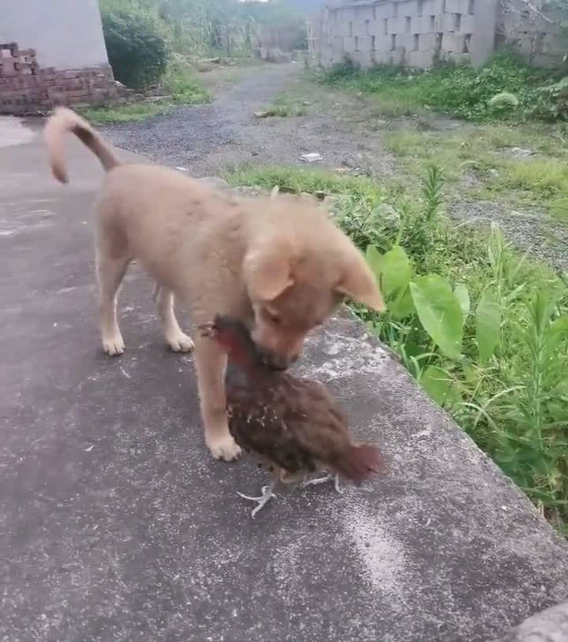 这家伙玩狗是鸡还是鸟?[笑哭]