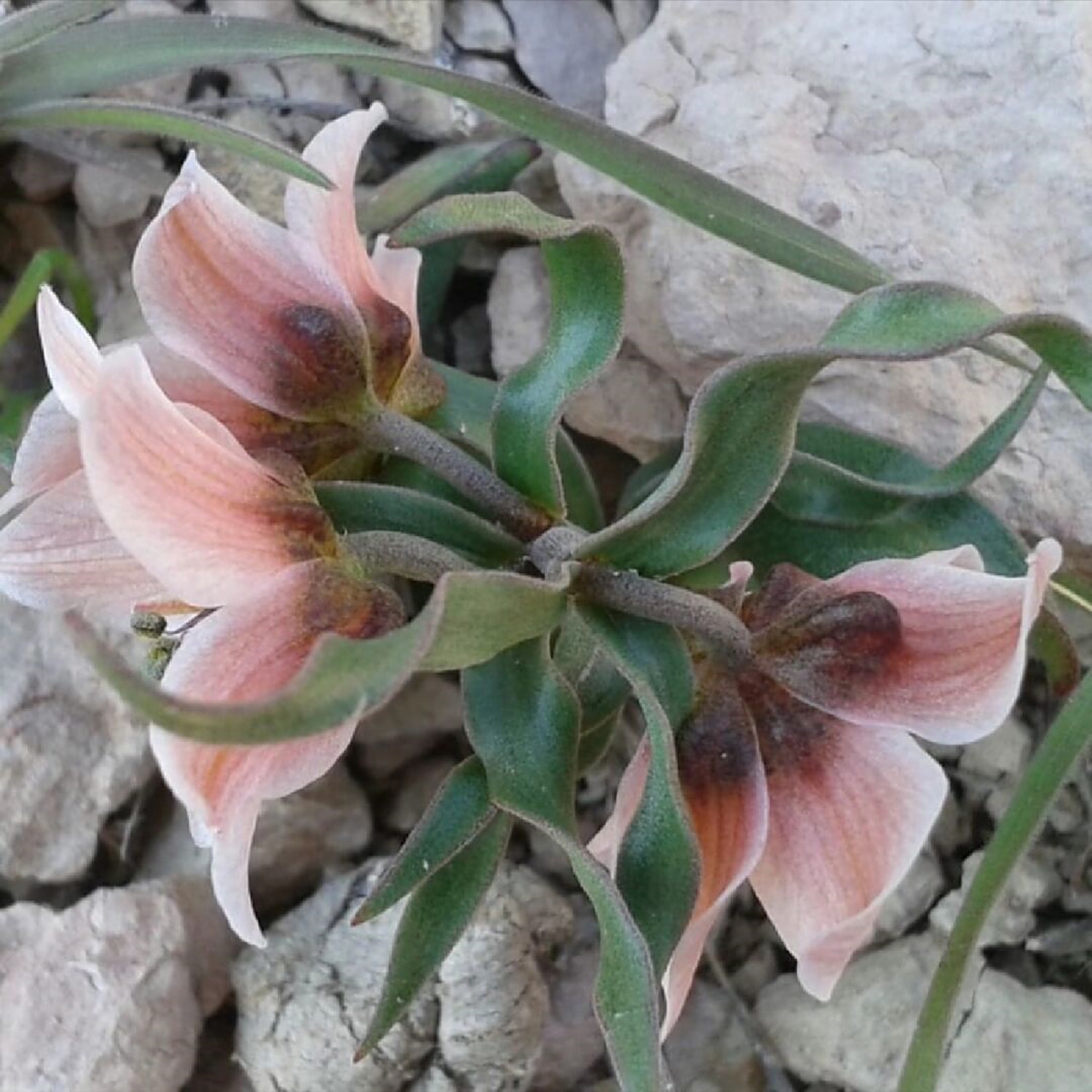 闯入我生活的新奇植物  囊凸贝母 百合科 liliaceae fritillaria gibb