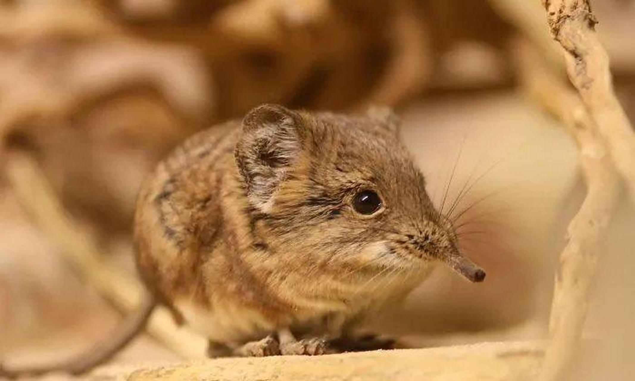 网友:在消失了50年之后,象鼩这种样子奇特的生物在索马里再次被发现