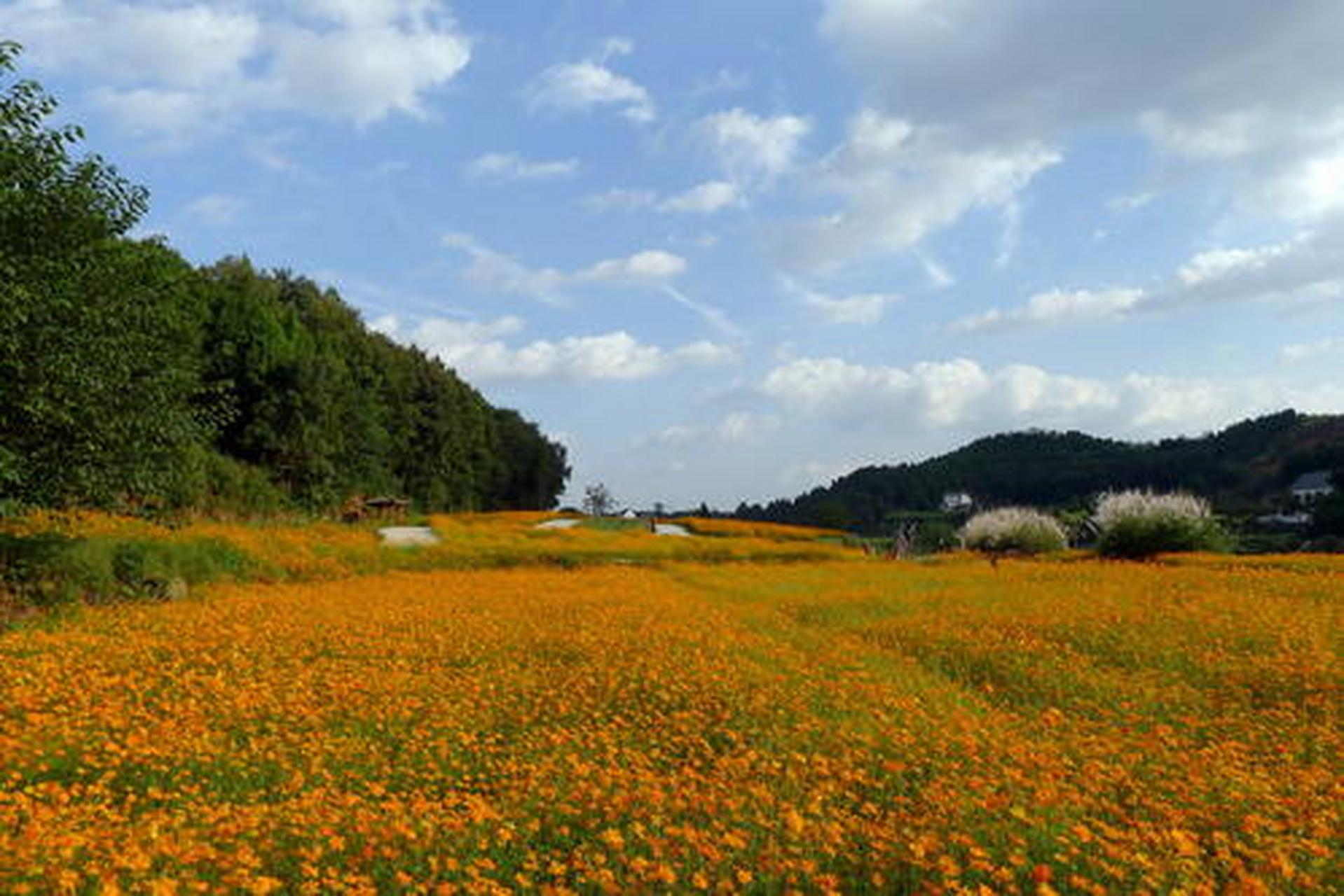 东莞搭把手,扶贫一起走# 金堂鲜花山谷占地1000余亩,拥有300亩蜀葵