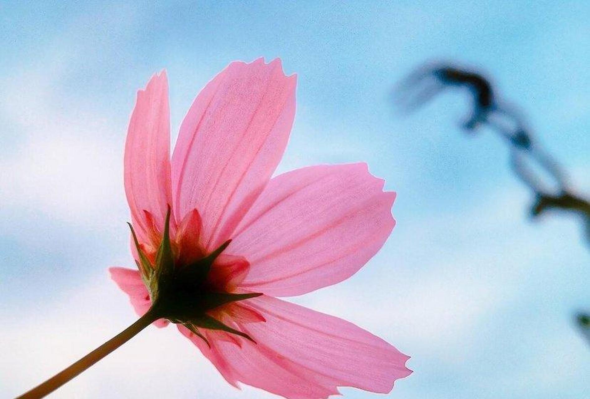 比起让自己愉悦,让自己不痛苦更加重要,学会说"不"会增加人的幸福感.