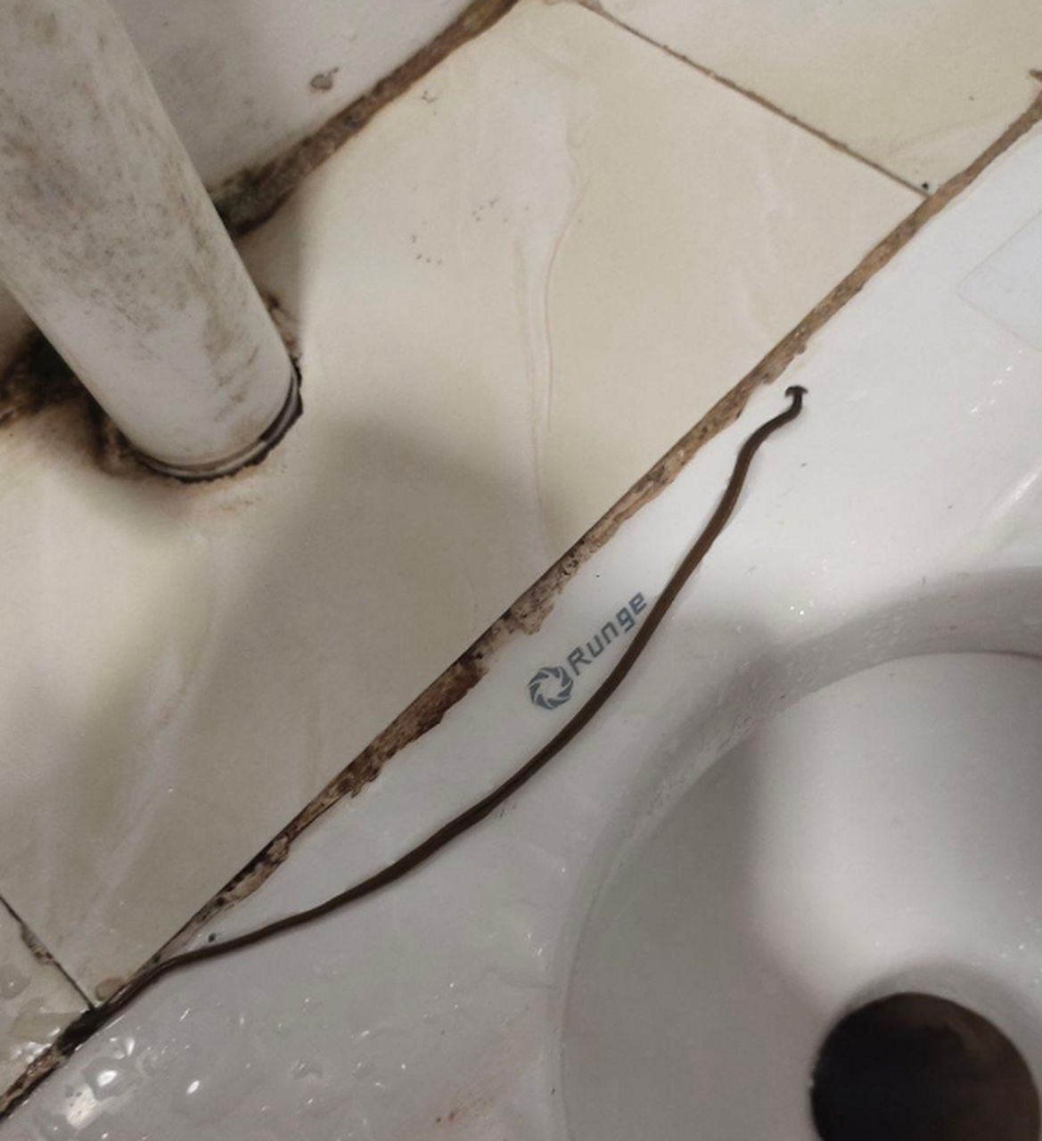 卫生间看到条虫子,好奇这是啥物种?