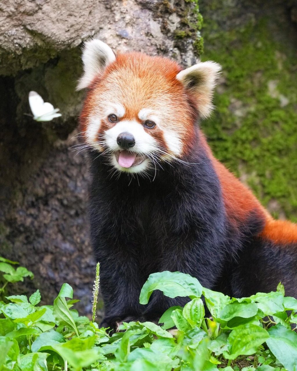 小熊猫的照片大全大图图片