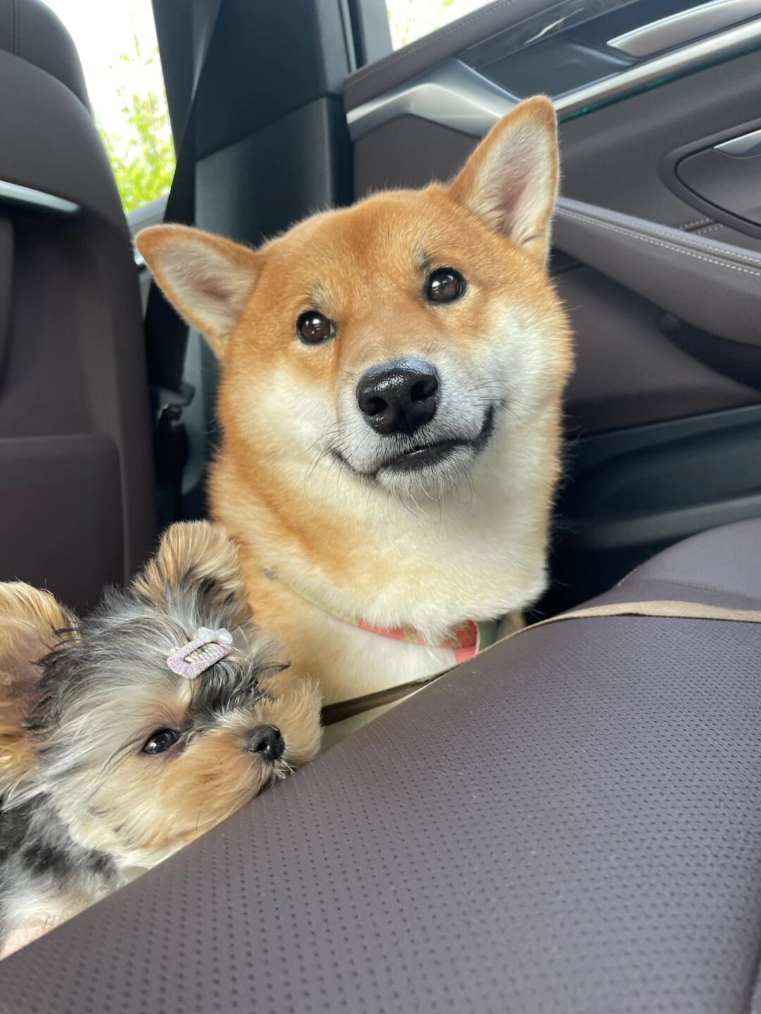 关于柴犬 柴犬通常不太听话顽固倔强并且有时会很叛逆