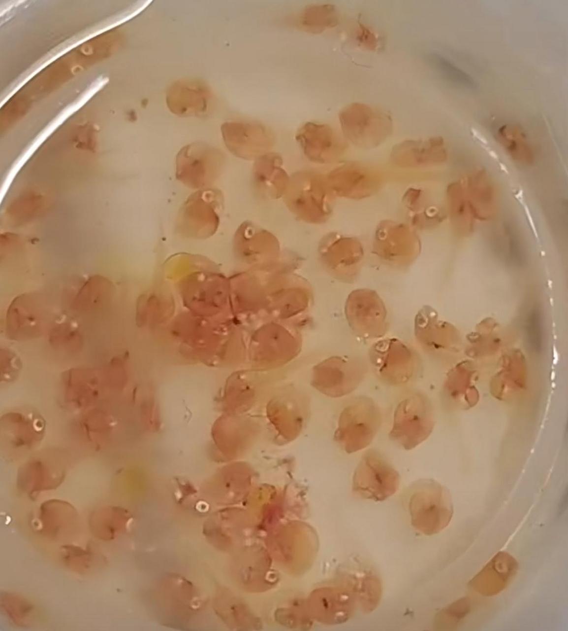 孔雀鱼产卵困难,又失去了一条母鱼.