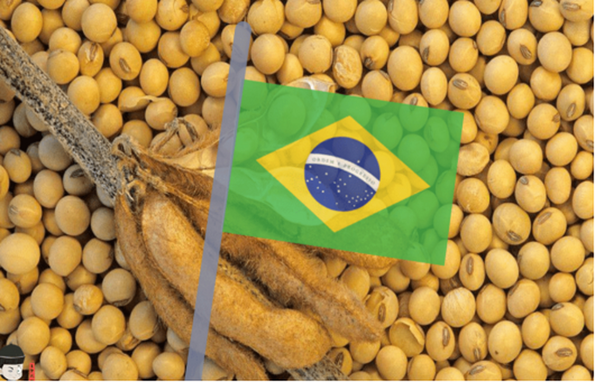 中国停止进口巴西大豆图片