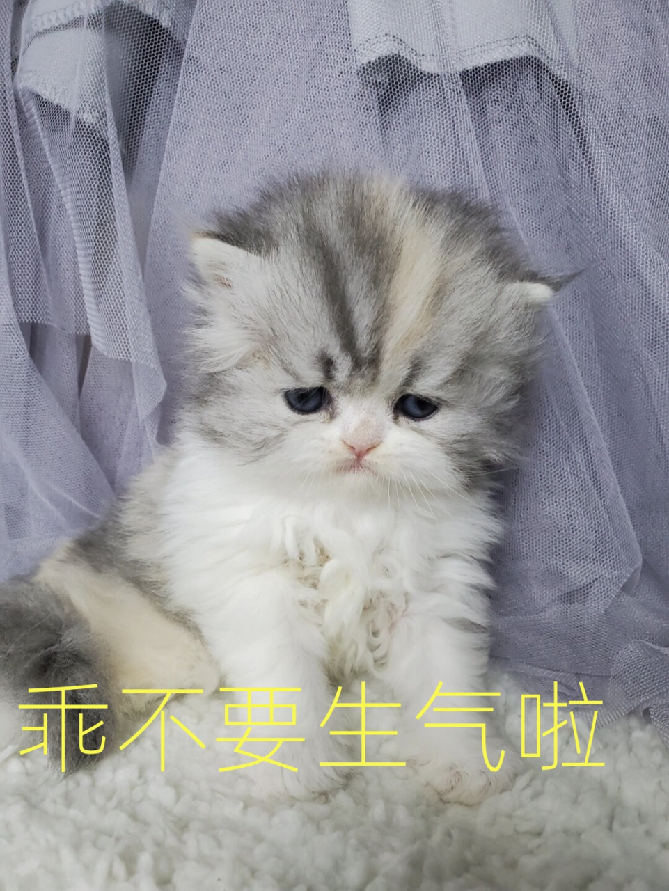 小猫咪能有多生气,每只小猫咪都有她的脾气,那一帧帧
