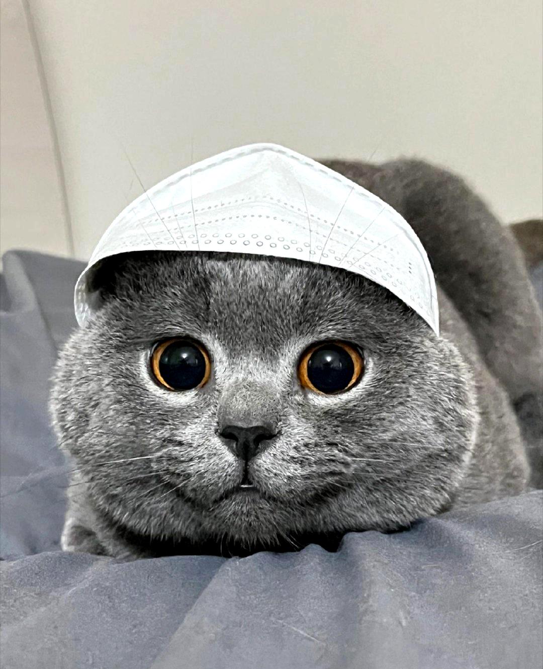 让每个家庭都拥有一只这样的猫咪护士