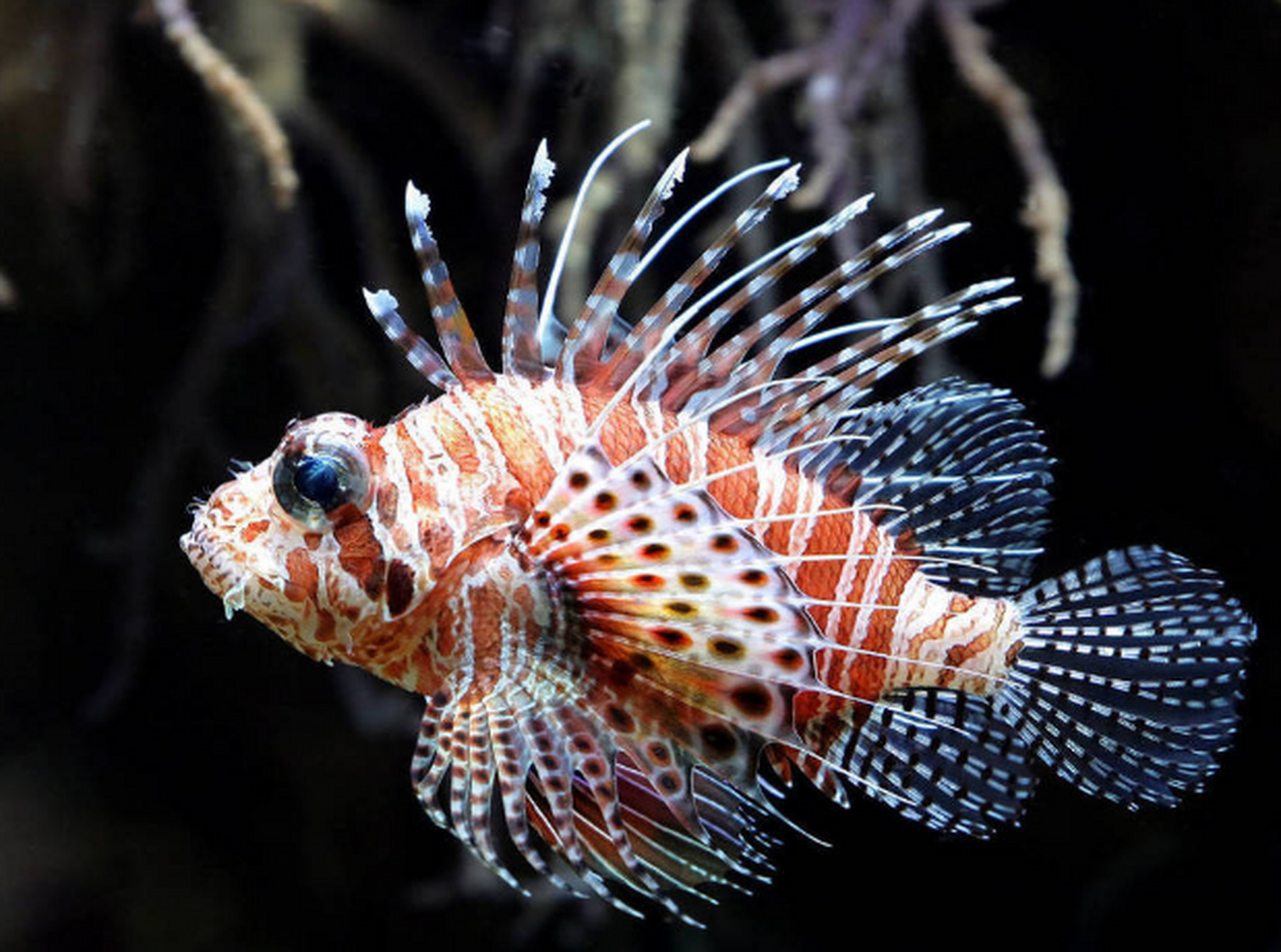 世界最丑的动物  毒棘豹蟾鱼 这种鱼用其丑无比