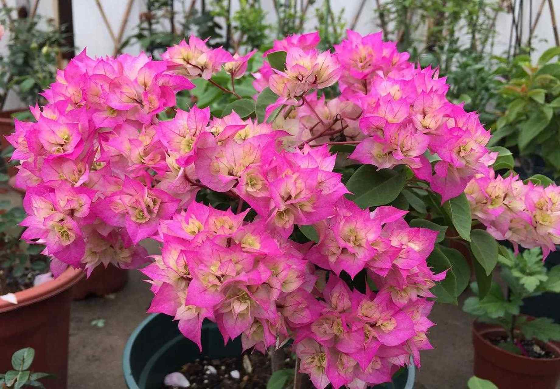 重瓣的三角梅,你喜欢吗?