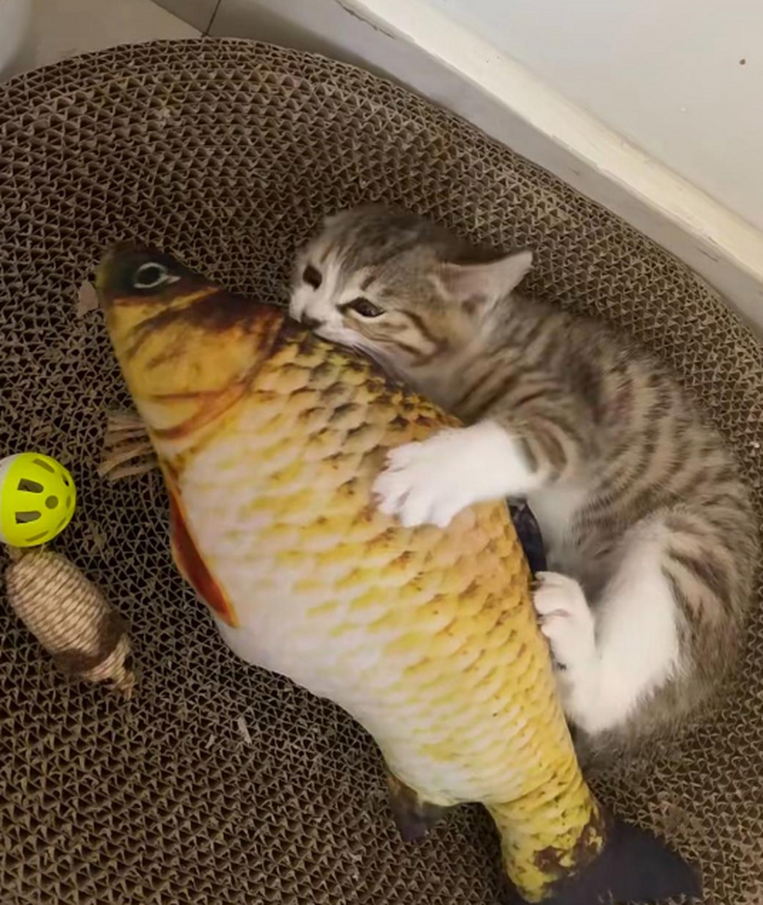 小猫咪也有大志向,吃掉大鱼