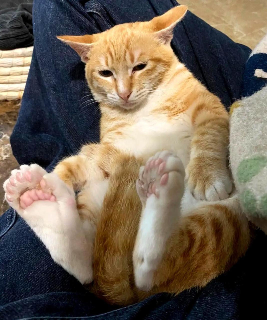 这只猫咪的爪子好奇怪,居然有这么多脚趾头!