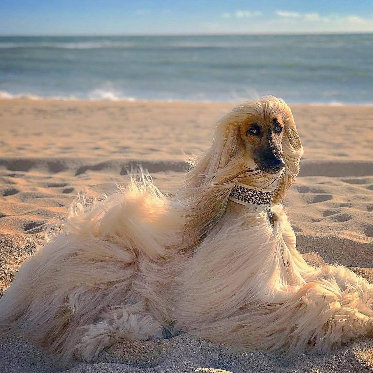 同样是长毛犬,跟可蒙犬一比,阿富汗猎犬真的是妥妥的海边散步的贵族了