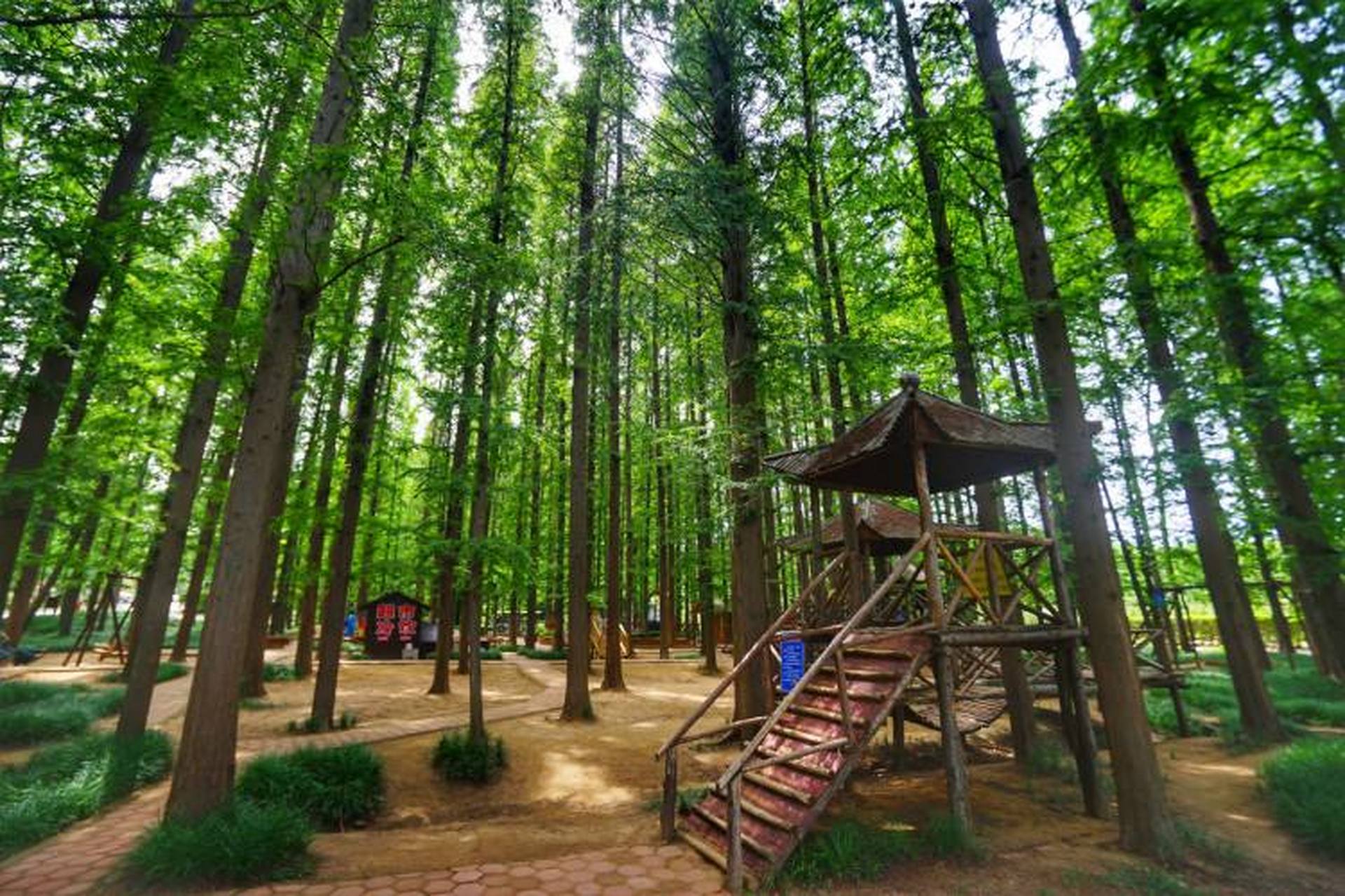 游记# 日照海滨国家森林公园:在日照好玩的地方排行榜中这个可以耸乔