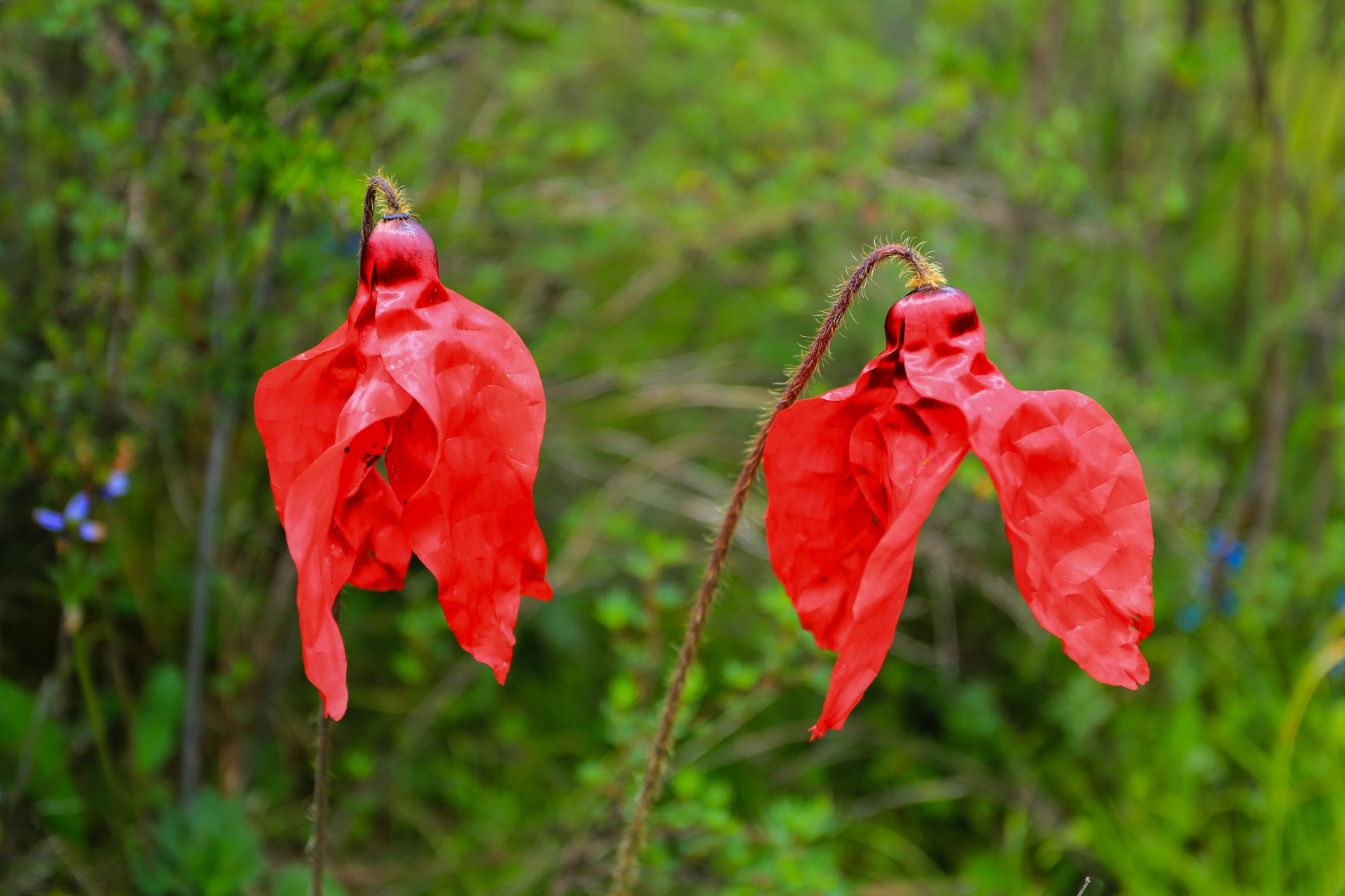 植物# #绿绒蒿# #红花绿绒蒿