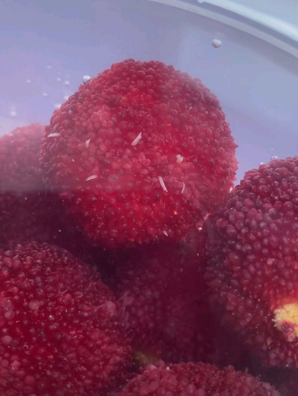 我还是第一次看到杨梅里的虫子,小白虫啊