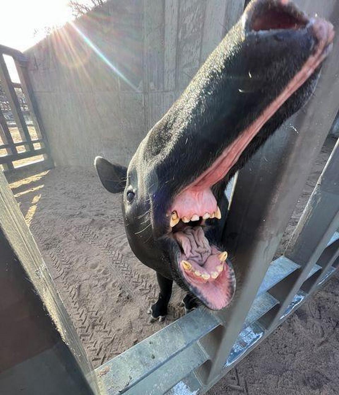 网友:这是什么动物?这血盆大口看着还挺吓人的!