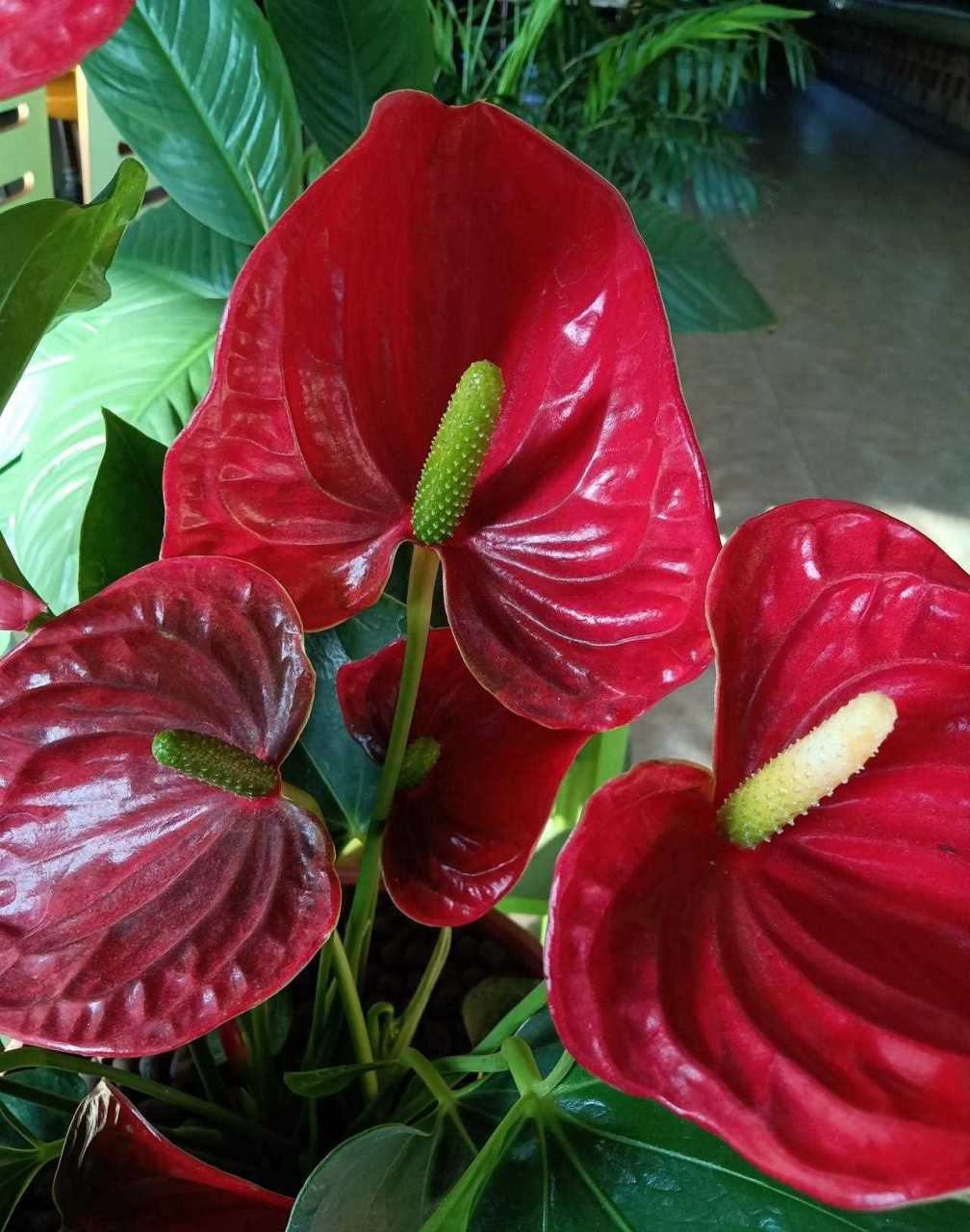 我以为是塑料花,花瓣和花心看着太像了,哪知道走近一看下面有土,又用