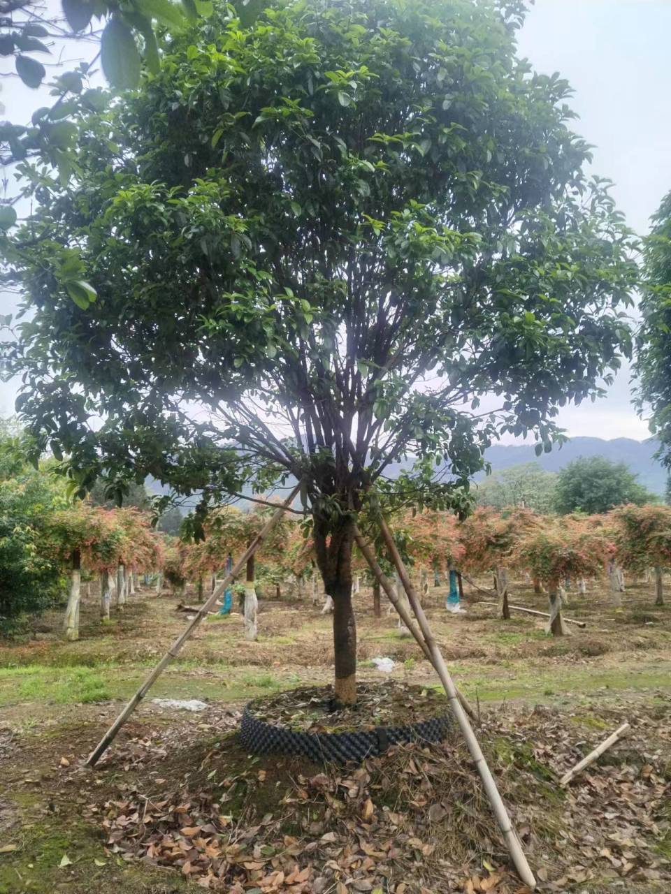 广西桂林全州绿泰苗木基地  主营造型泰乐,流泉红枫,日本红枫,红小袖