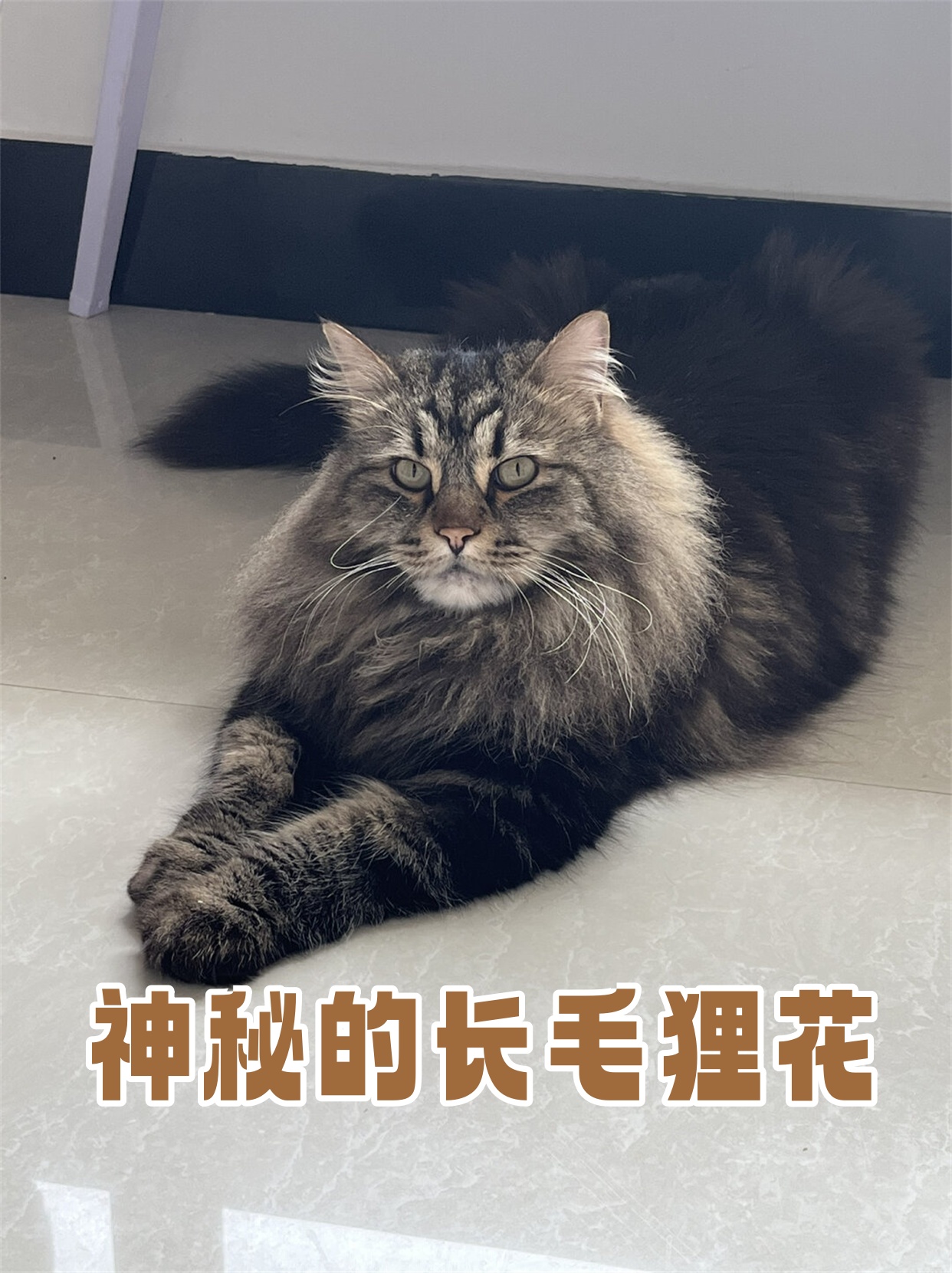 长毛田园猫特征图片