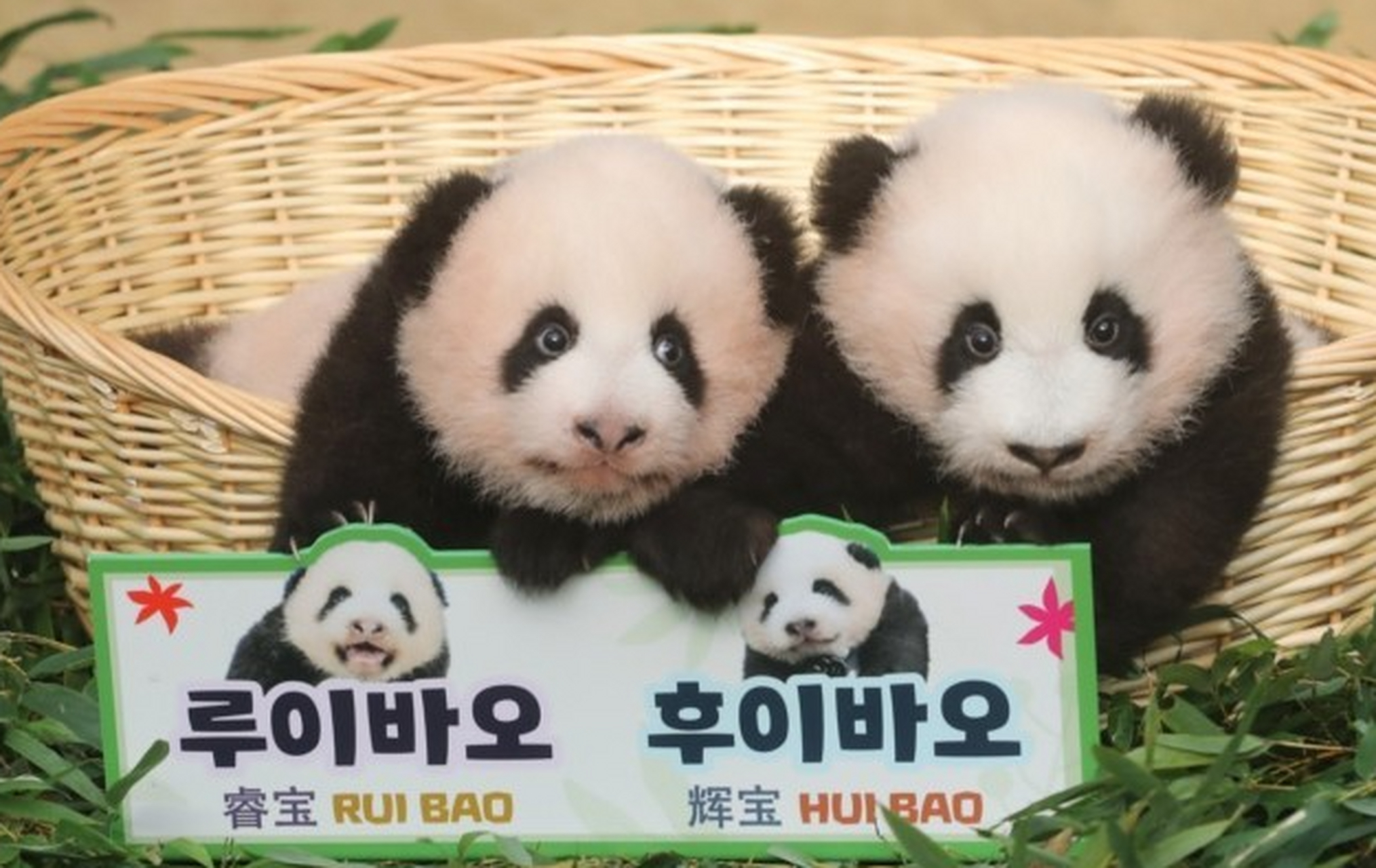 大熊猫福宝双胞胎妹妹名字正式出炉,叫睿宝和辉宝  福宝是在韩国