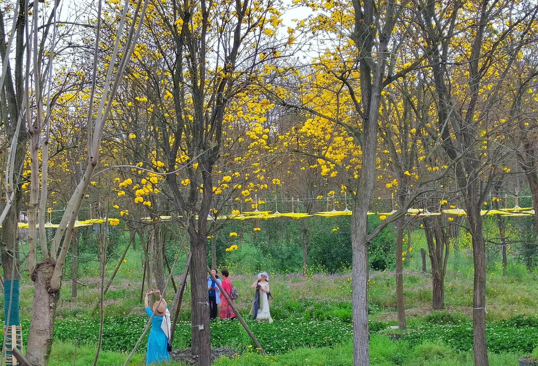 成都地铁十七号线终点站有一片黄花风铃正在开花 金灿灿的花朵太美啦