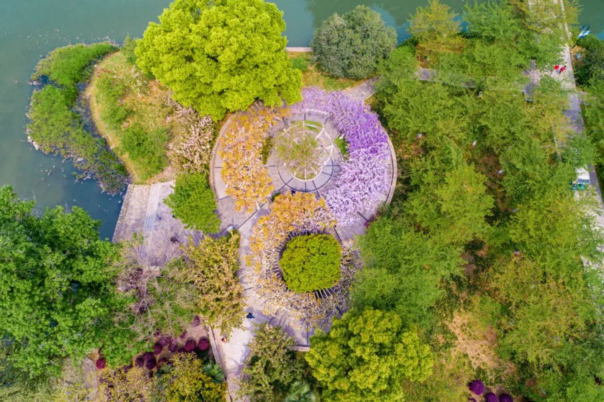 玄武湖的紫色花海来了! #旅游# #南京# #玄武湖# #南京旅游