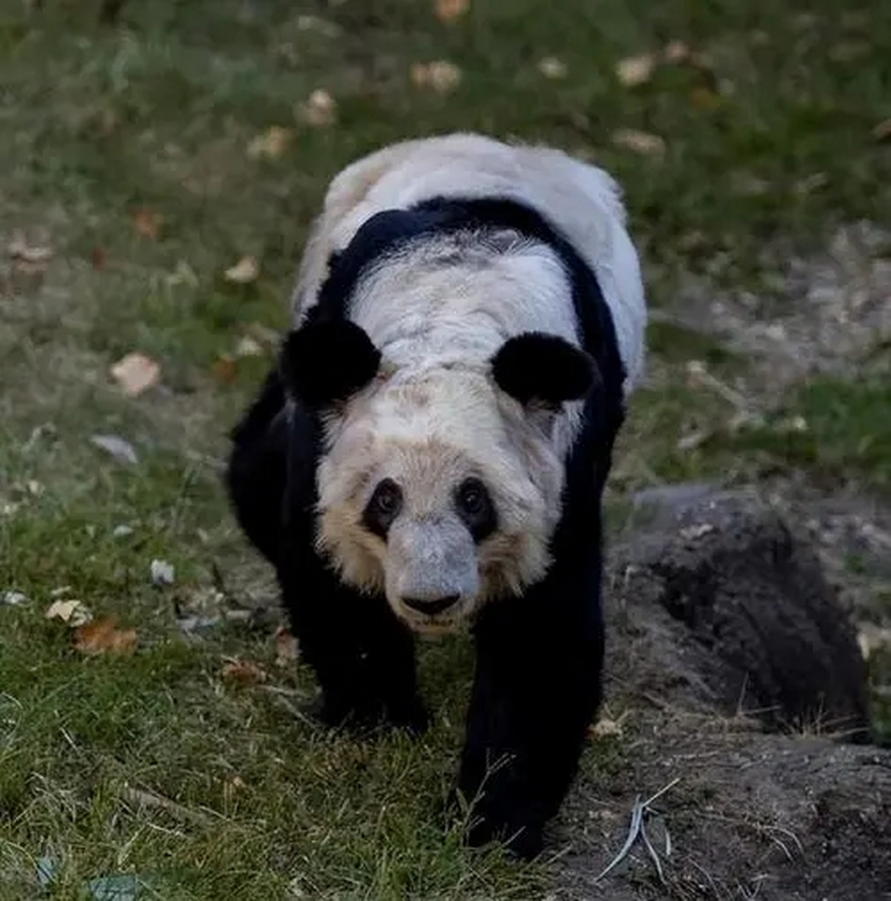 美国熊猫丫丫现状图片