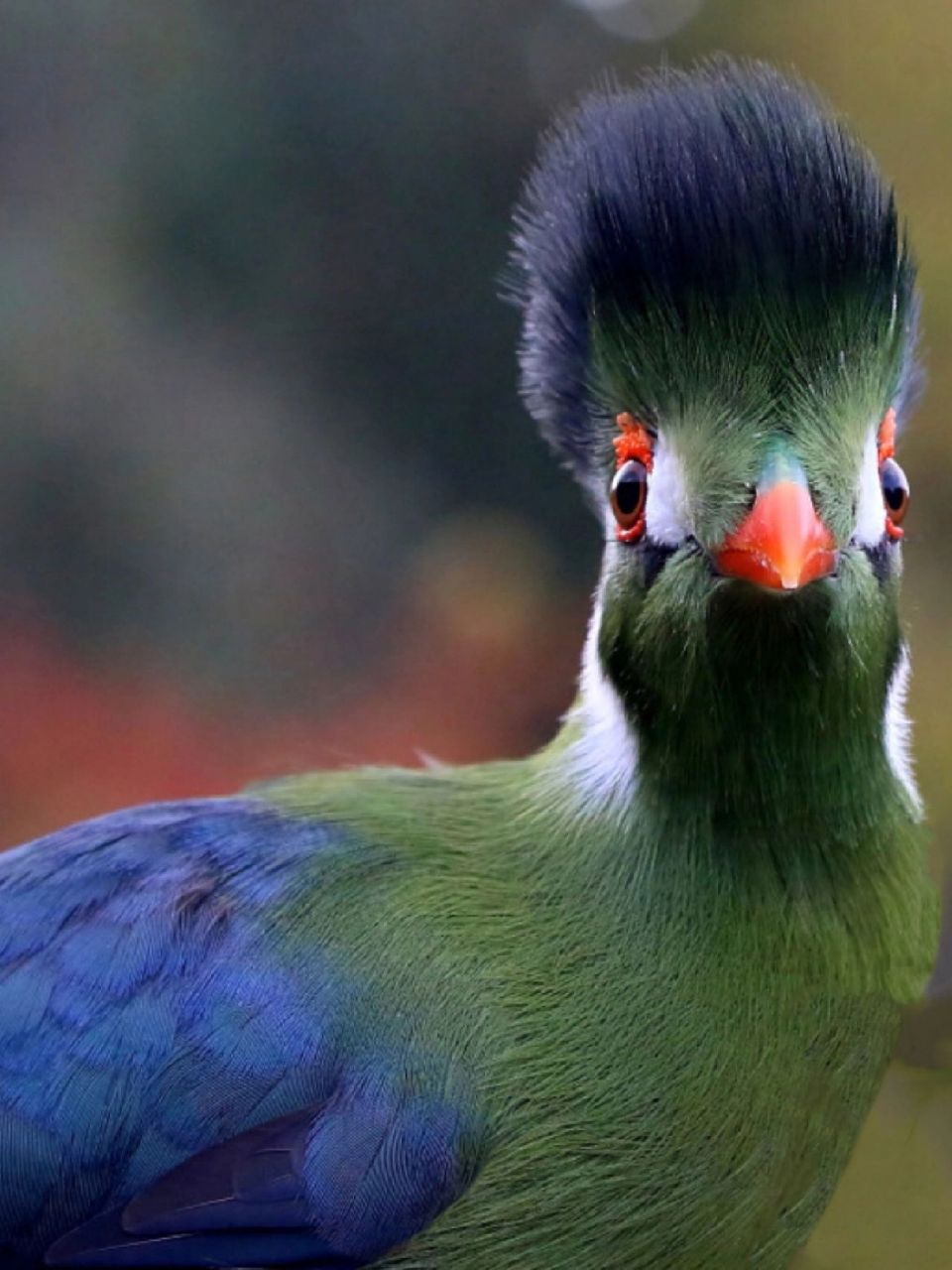 每天陪孩子一起瞧动物 名称:白颊冠蕉鹃(tauraco leucotis) 分类:动物