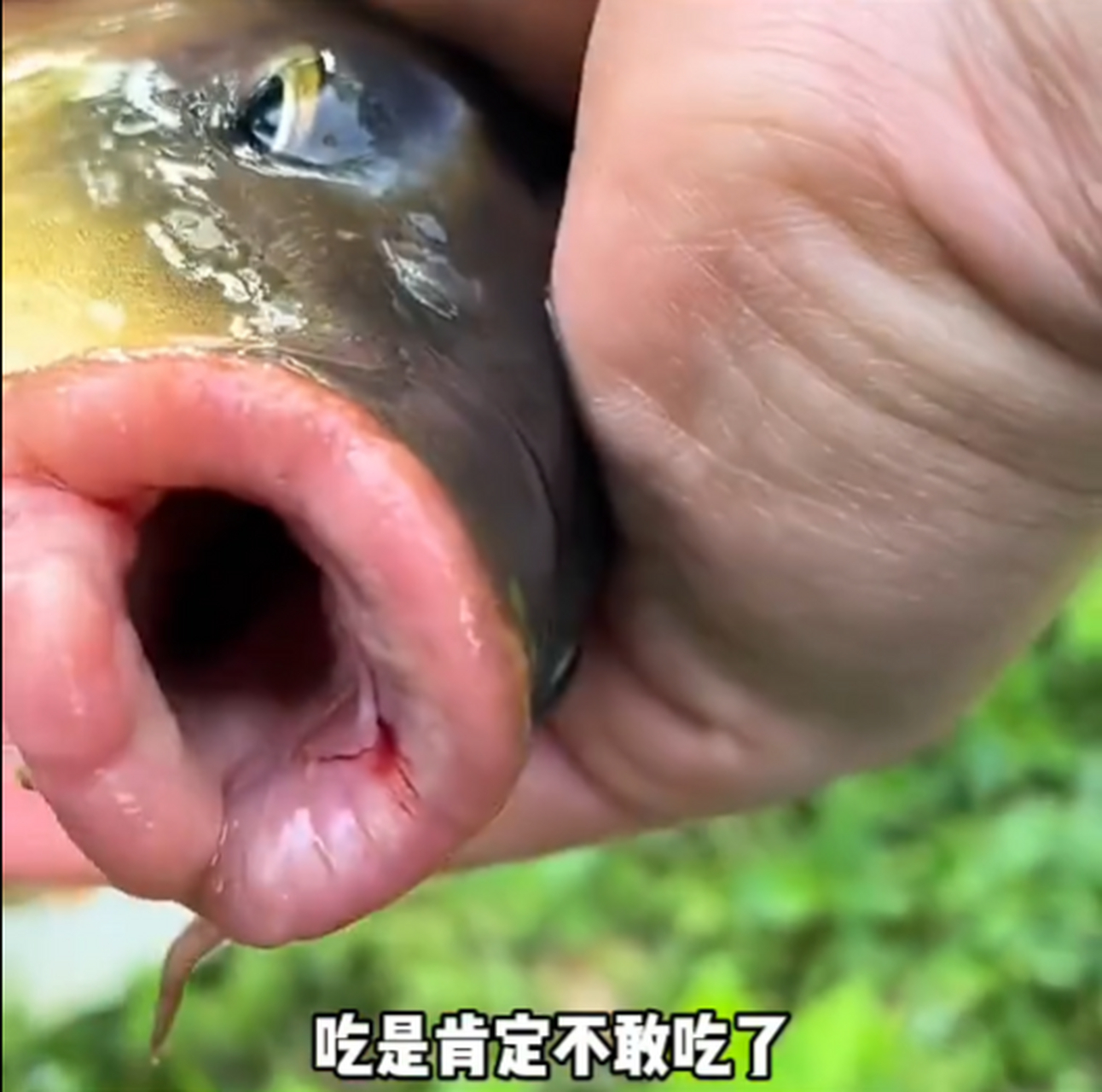 刚钓的鱼,没有牙齿,能不能吃啊