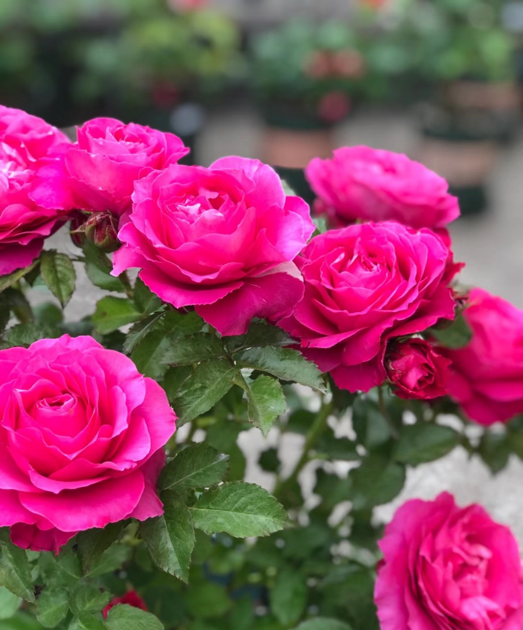 微型月季花"双子座阳台",海神王的芽变品种,植株低矮紧凑,高仅有30-40