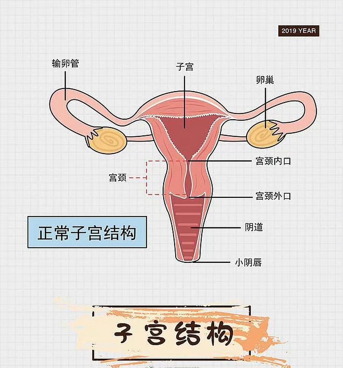 国际妇产科联盟认为,月经频率是24-38天,小于24天算月经频发,大于38天