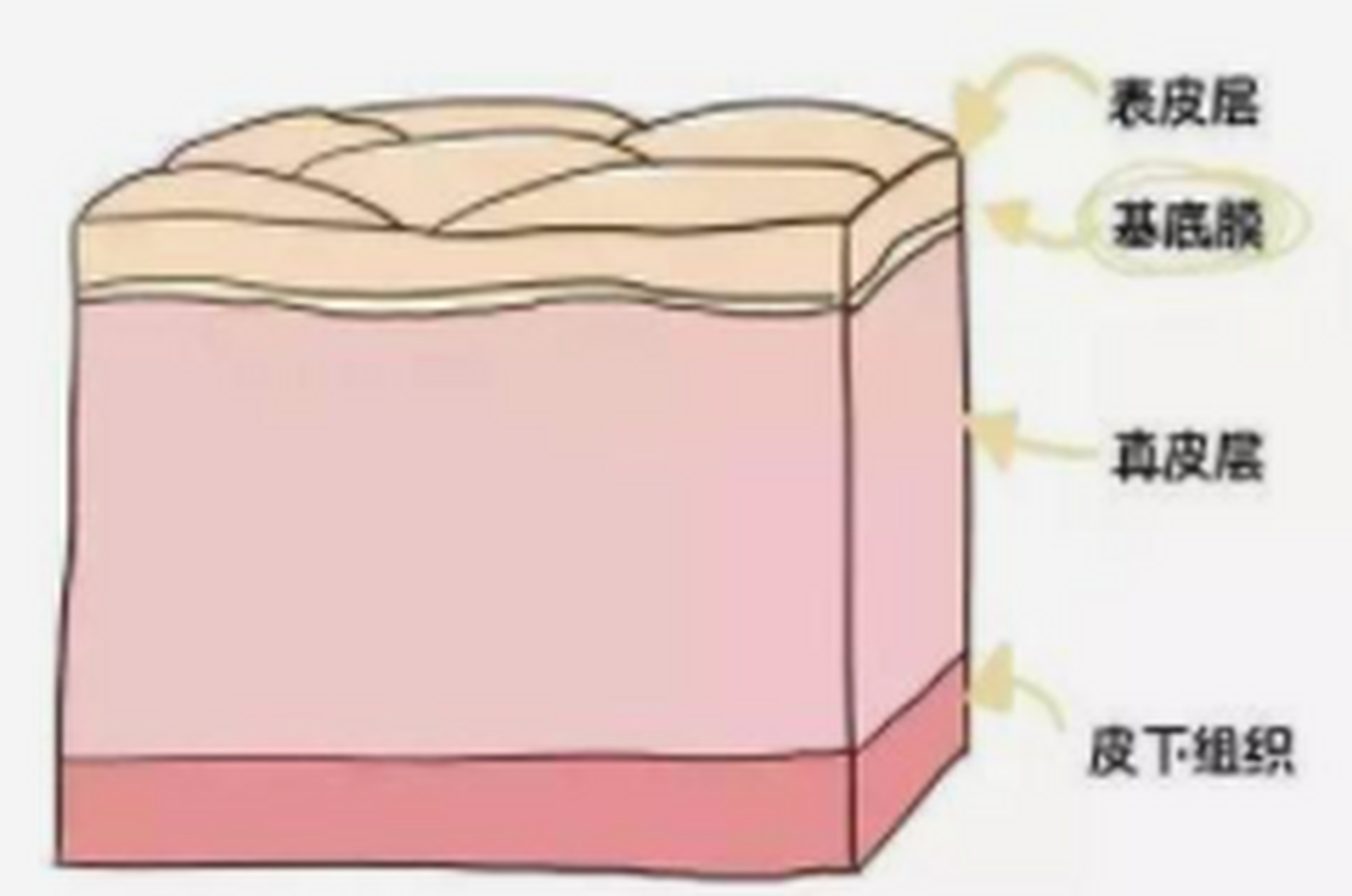 可使得表皮-基底膜-真皮三者之间能够顺畅循环,保持皮肤的健康完整性