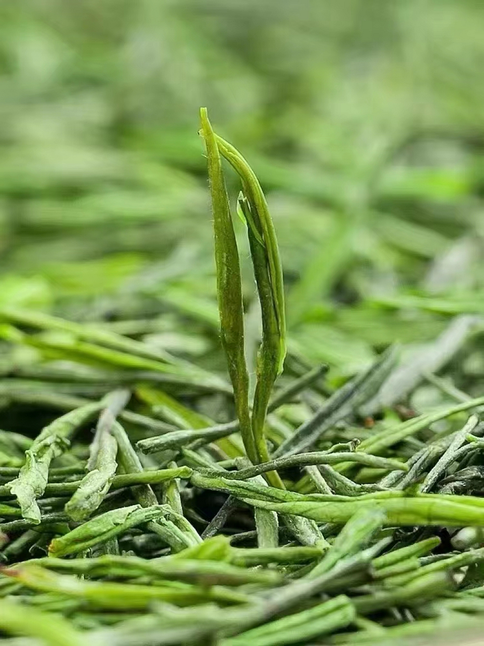 茶叶这种看似微不足道的东西,却成为导致两场影响深远的战争的"祸根"