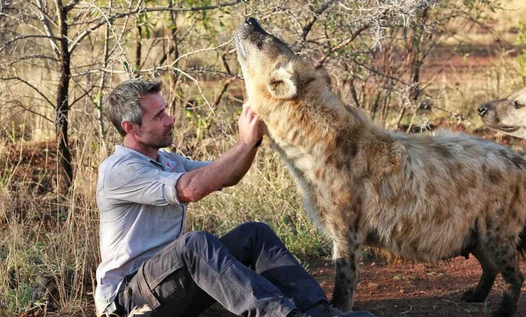 南非有个著名的狮语者叫kevin richardson , 前不久拜访了他.