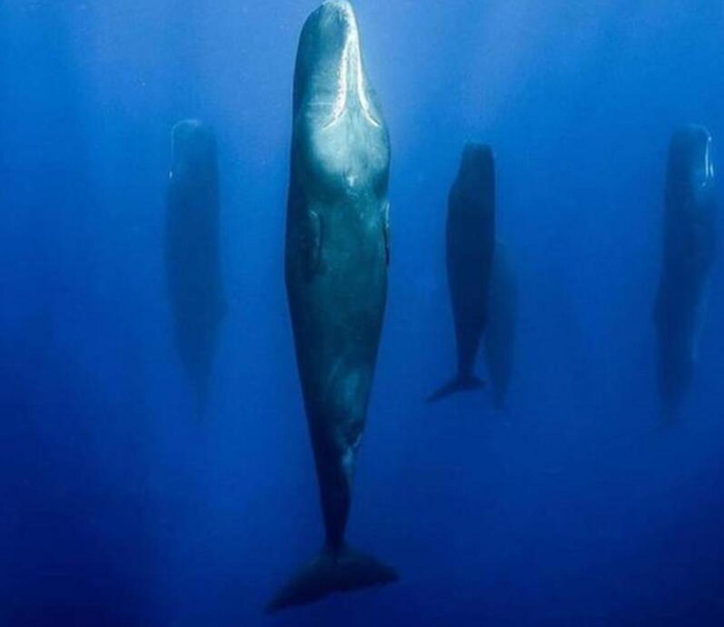 鲸鱼睡觉的时候,竟然是竖着睡觉的,是不是很奇妙