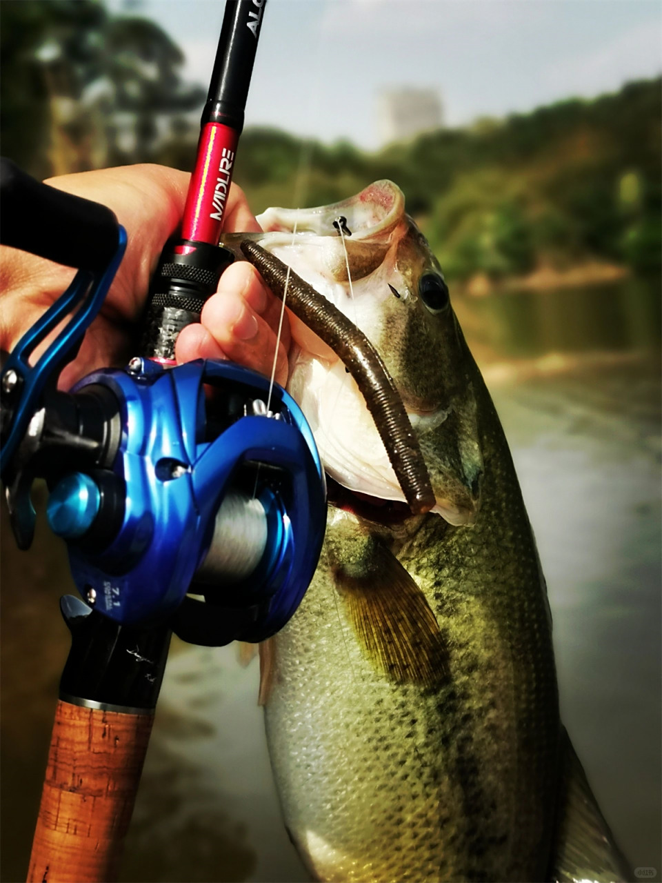 野化鲈鱼的快乐  成都国际舟钓路亚基地野化大鲈鱼 拉力爆表,皮色漂亮
