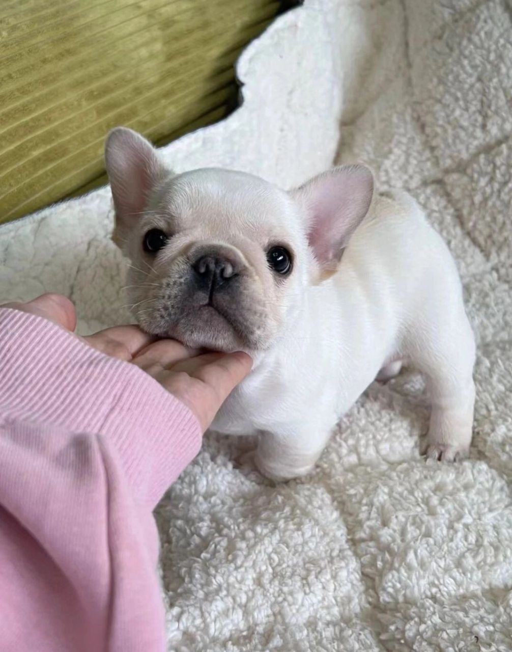 法斗幼犬  法斗幼犬,两个月多,已经会自己吃了,现在吃的是幼犬粮