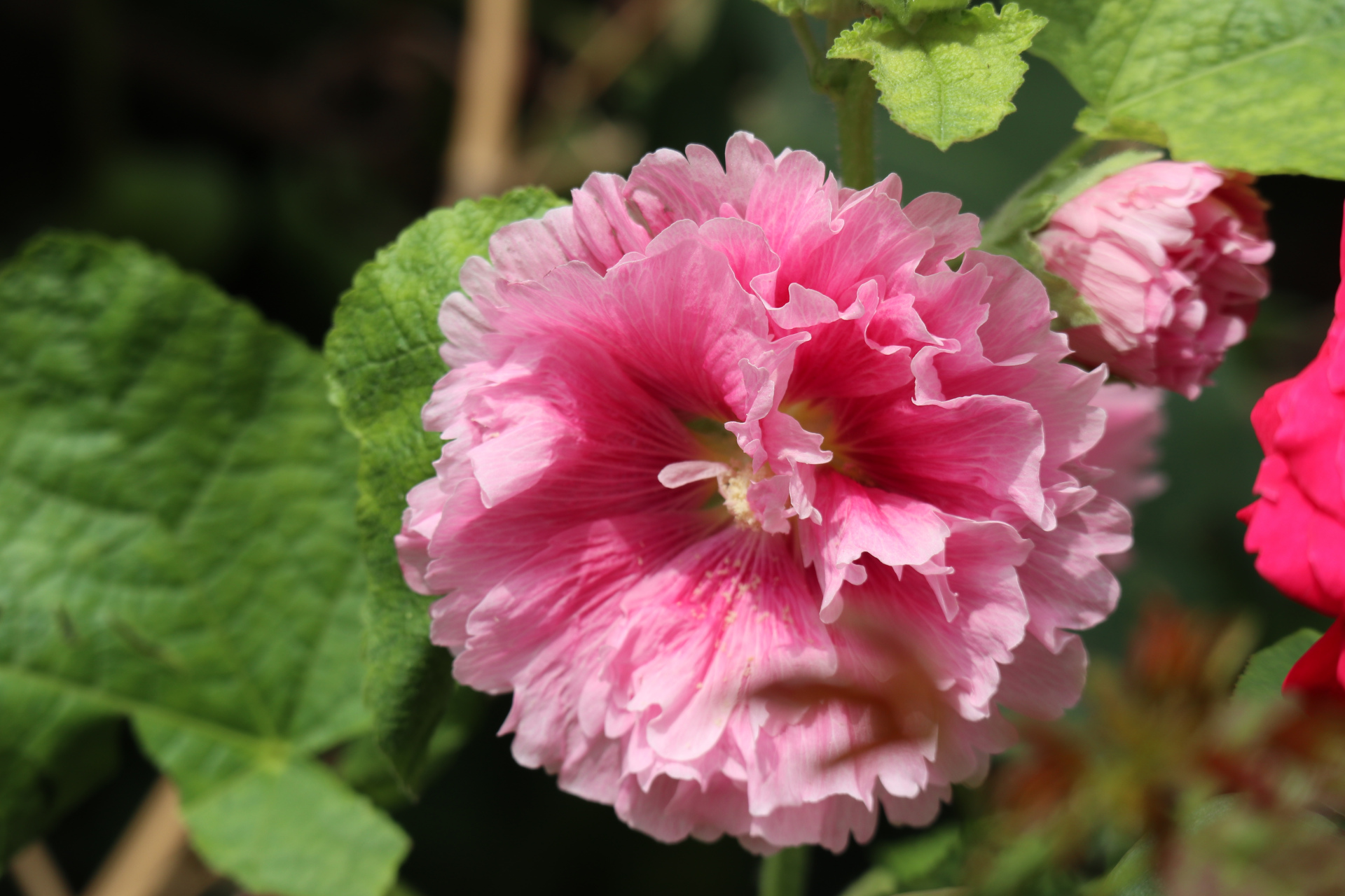 蜀葵,别名一丈红,大蜀季,戎葵,是唯一以"蜀"命名的中国古老植物.