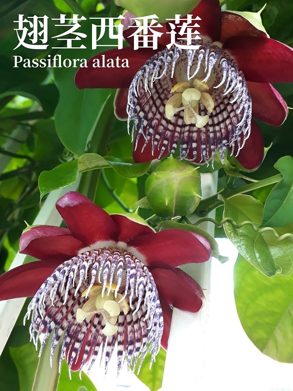 百香果的花真漂亮,颜值味道双在线 翅茎西番莲 passiflora alata 它是