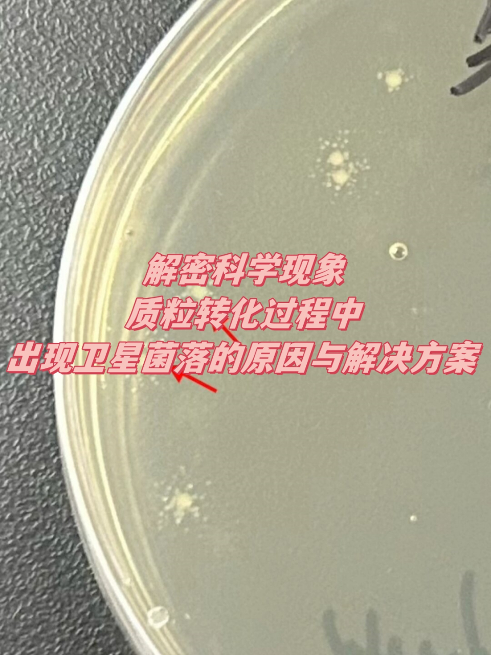 解密科学现象:质粒转化过程中出现卫星菌落的原因与解决方案  氨苄