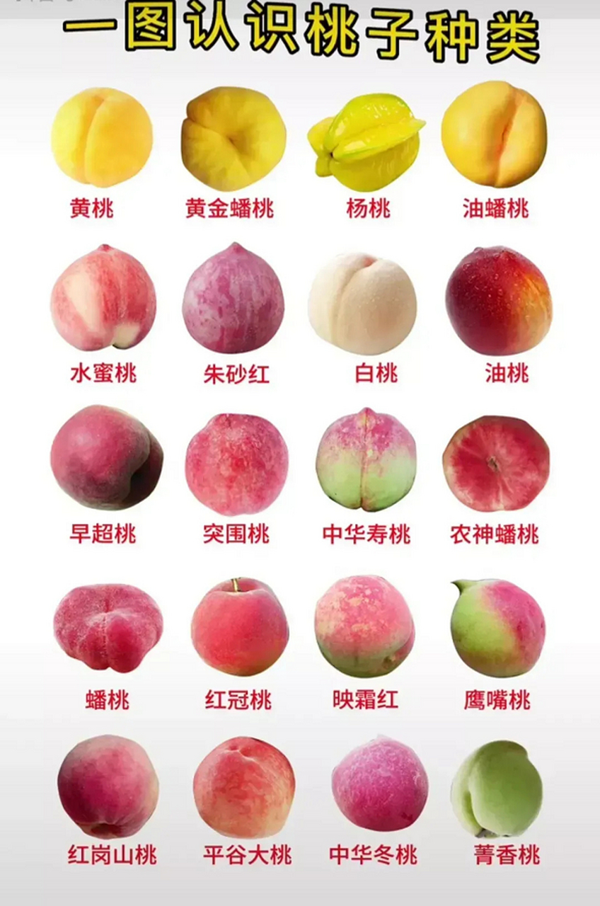 一图认识桃子所有种类,黄桃营养最好,水蜜桃口感最好,白花桃香味最好