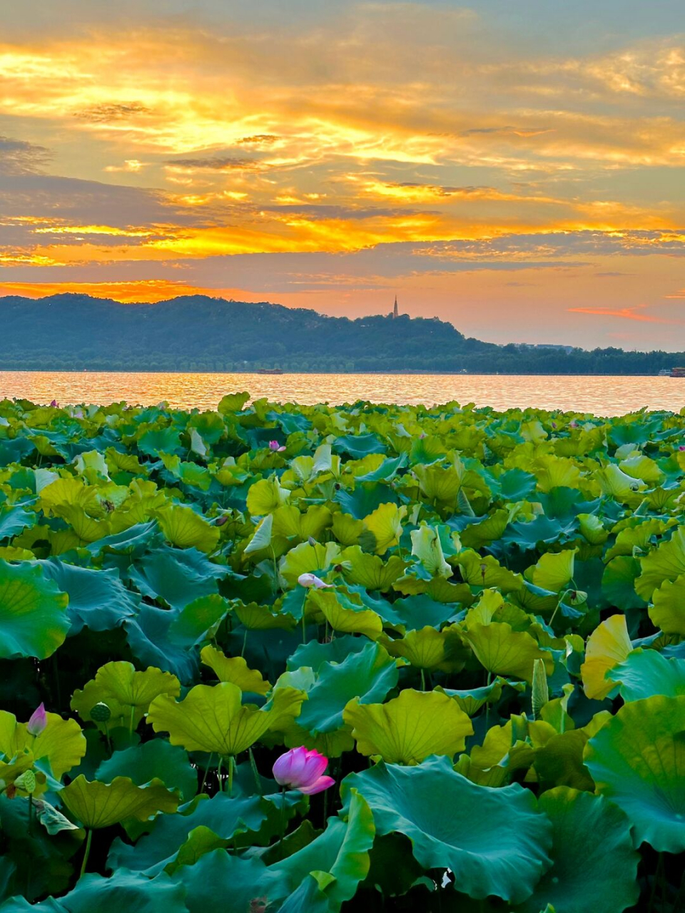 夏天的西湖晚霞真的可以封神   夏日的黄昏是浪漫铺就的 会有缱绻的