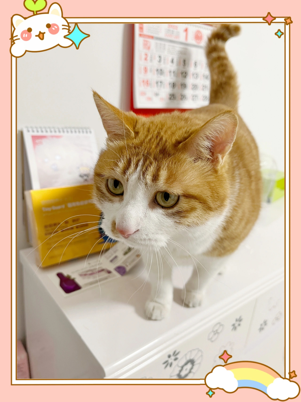 喵星探索猫用免疫调节益生菌 喵星探索猫用免疫调节益生菌收到了,看了