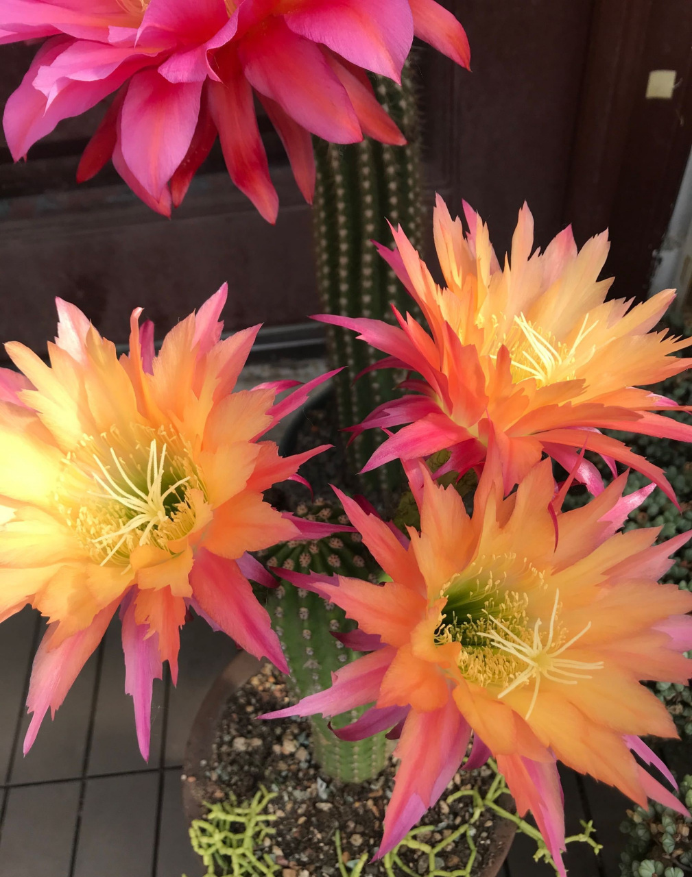 给喜欢仙人球的花友推荐一个很值得入手的品种——超级杏,属于小型